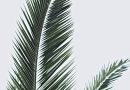 Palmekål – din nye kulinariske ven
